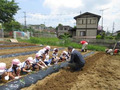 5月24日(火) さつまいもの苗植え