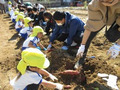 10月20日(木) 芋掘り 【年少】